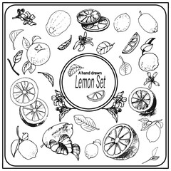 hand drawn fruits, hand drawn lemon