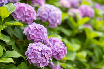 上野公園不忍池の紫陽花