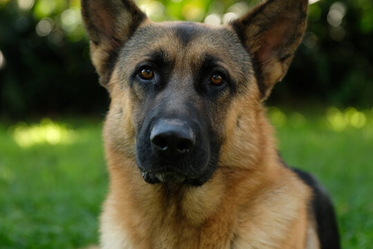 Beautiful German Shepherd