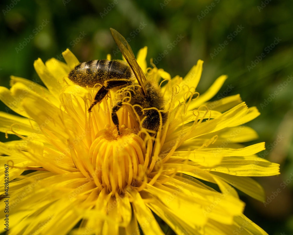 Sticker Closeup shot of a bee collecting pollen on a yellow dandelion flower