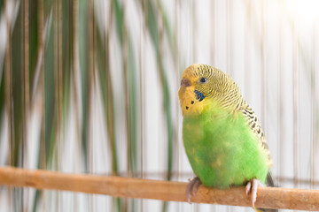 Bright colorful green budgie bird sitting on a stick in a cage