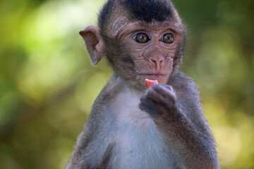 可愛いサル