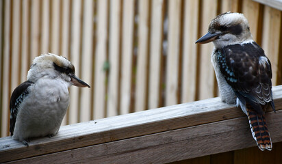 Kookaburra Mates 