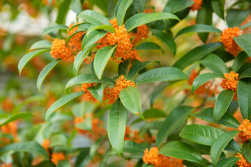 Beautiful orange osmanthus fragrans bloom in the autumn