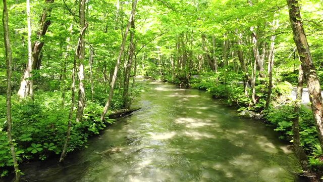 奥入瀬渓流のドローン映像