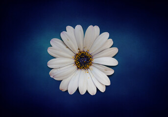Osteospermum ecklonis flower (Cape Marguerite flower, Dimorphotheca). White daisy flower, isolated on vintage royal blue background