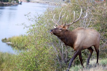 Bull Elk willows and mountain lake