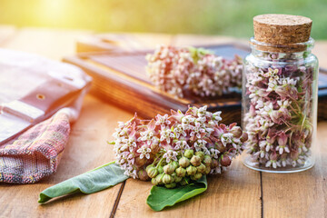 Virginia silkweed Collected flowers in transparent bottle with a cortical cork. And fresh inflorescences butterfly flower, silkweed, silky swallow-wort, Asclepias in wooden dish on table.
