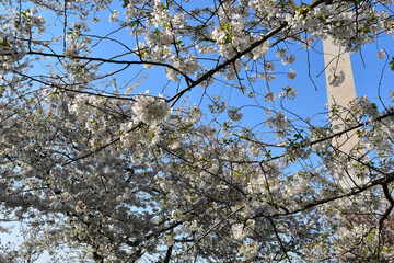 Washington Monument obscured by Cherry Blossoms, Washington, DC
