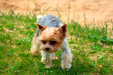 yorkshire terrier puppy in a grass