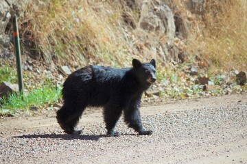 Young Black Bear Crosses a road in Waterton Canyon Colorado, USA