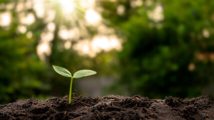A tree growing on the soil, concept of cropping and planting seeds or planting.