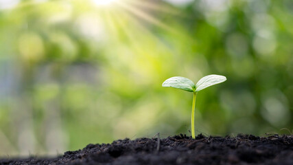 Small trees are growing around the soil, the concept of cropping and seeding.