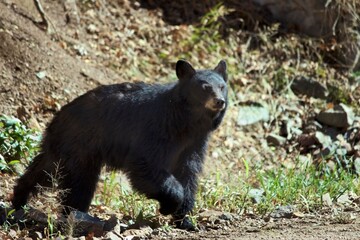 Fototapeta na wymiar black bear cub near a grassy mountainside