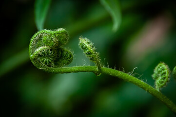 Fern buds isolated with a blurred green background. Shallow depht of field. Iriomote Island.