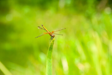 Cute dragonfly on top of a plant branch looking directly at the camera. Light green blurred background.