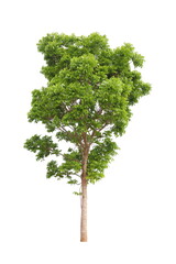 Isolated mahogany tree on white background for landscape design usage