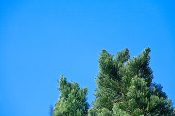 Obraz premium 青空の中のヒバの若葉 