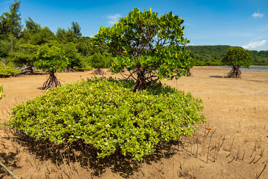 Two types of mangrove tree together, with aerial roots appearing in the dry sands in the low tide. Mangrove forest and blue sky in contrast to the green in the background.