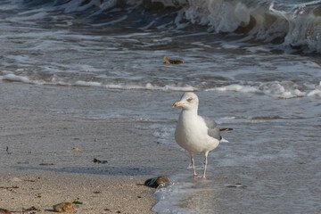 seagull walks along the seashore on the beach