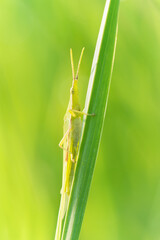 green grasshopper standing on a leaf close-up