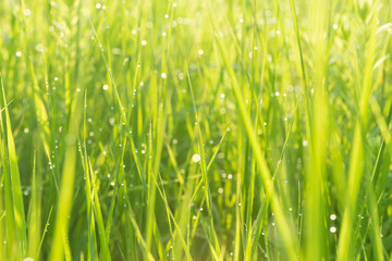 Green grass with dewdrop from a field