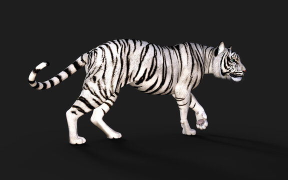 White Tiger Albino Isolated on Dark Background with Clipping Path. 3d Illustration.