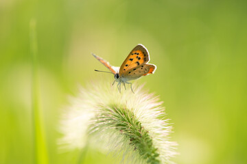 a yellow butterfly standing on a grass close up