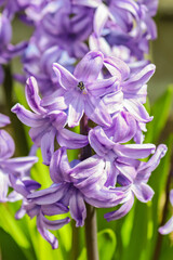 Purple hyacinth blossoms in the sun light