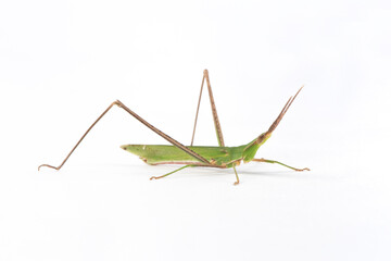 the green grasshopper isolated on white background.
