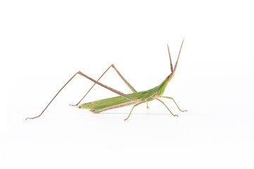 the green grasshopper isolated on white background.