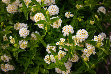 white flowers in the forest
