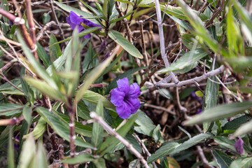 flowers in the garden