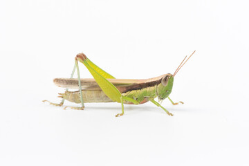 the green migratory locust isolated on white background