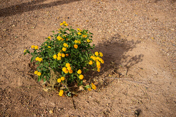 flower in the ground