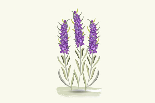 Lavender flowers hand drawn watercolor design for thank you card, greeting card or invitation vector image illustration.