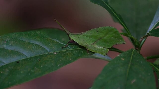Leaf-mimic Grasshopper, Trigonopterygidae, Thailand; a crosser capture while its moving to reposition itself while eating the leaf as seen in the rainforest.