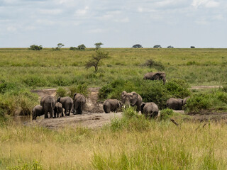 Serengeti National Park, Tanzania, Africa - February 29, 2020: Family of elephants playing along stream in Serengeti National Park