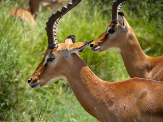 Serengeti National Park, Tanzania, Africa - February 29, 2020: Impalas eating grass on safari