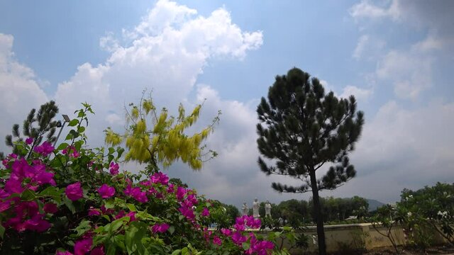Yellow Indian laburnum flowers and pink paperflowers blooming in the blue sky with cloud, far away statues of Buddha