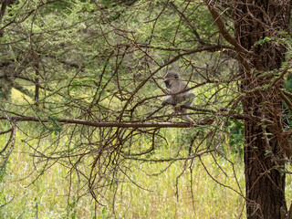 Serengeti National Park, Tanzania, Africa - February 29, 2020: Vervet Monkey climbing in tree