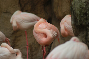 Flamboyance of flamingos in a zoo