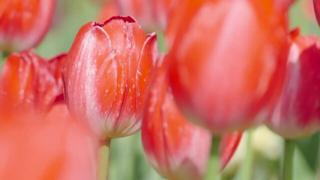 Beautiful Red Tulip Flowers Blooming in A Botanical Garden in Spring, Travel or Floral Image, Nobody	