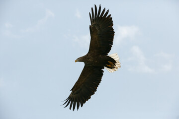 Steller's sea eagle in Vladivostok. A predatory Red Book eagle flies against the blue sky.