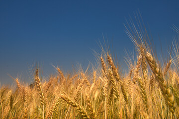 Barley Field in period harvest on background cloudy sky. Barley field detail.