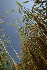  Barley field on blue sky background