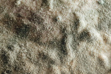 artistic mold background, macro view