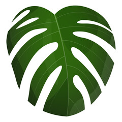 Roślina tropikalna. Botaniczna ilustracja zielonego egzotycznego liścia. Monstera. - obrazy, fototapety, plakaty