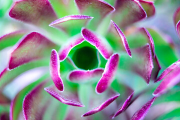 close up of succulent