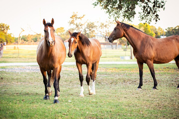 three horses in pasture